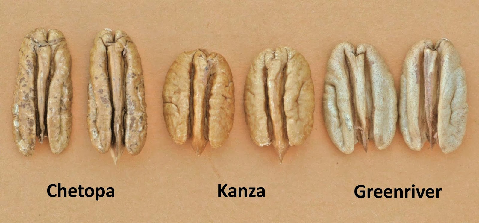 Northern Pecans Pecan shell geometry and kernel dorsal grooves