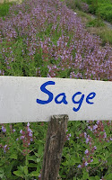 Sage, Flowering