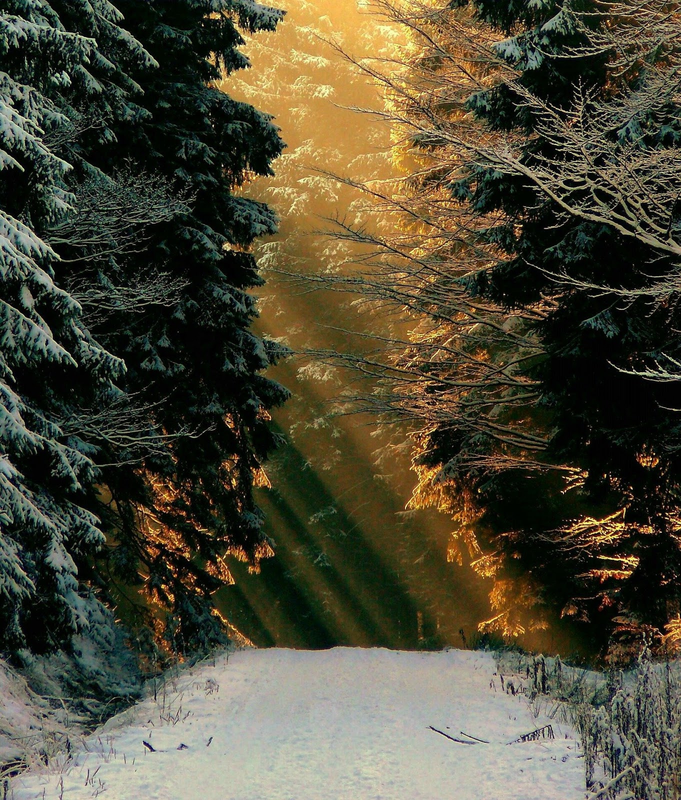 winter,snow,white,wintry,snow magic,snowy