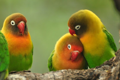 Aves exoticas del Amazonas y del Mundo: Curiosas, raras, extrañas y sorprendentes.