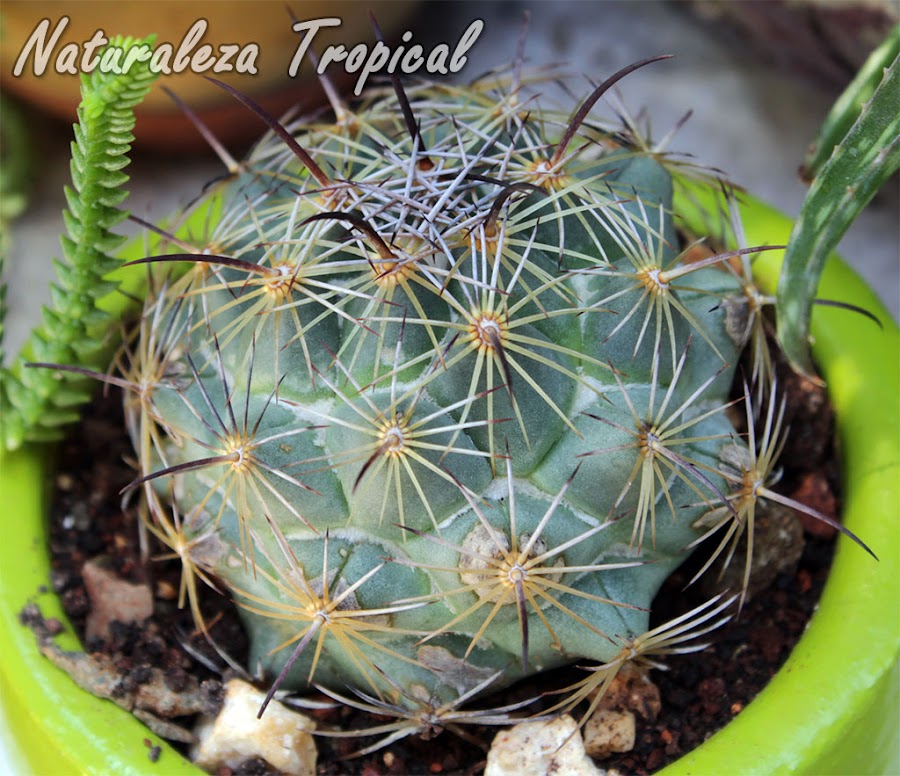 Vista de un cactus del género Coryphanta