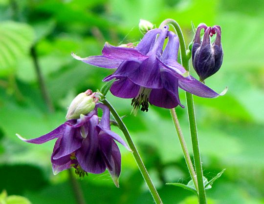 Orlik pospolity (Aquilegia vulgaris). Orlik pospolity (Aquilegia vulgaris).