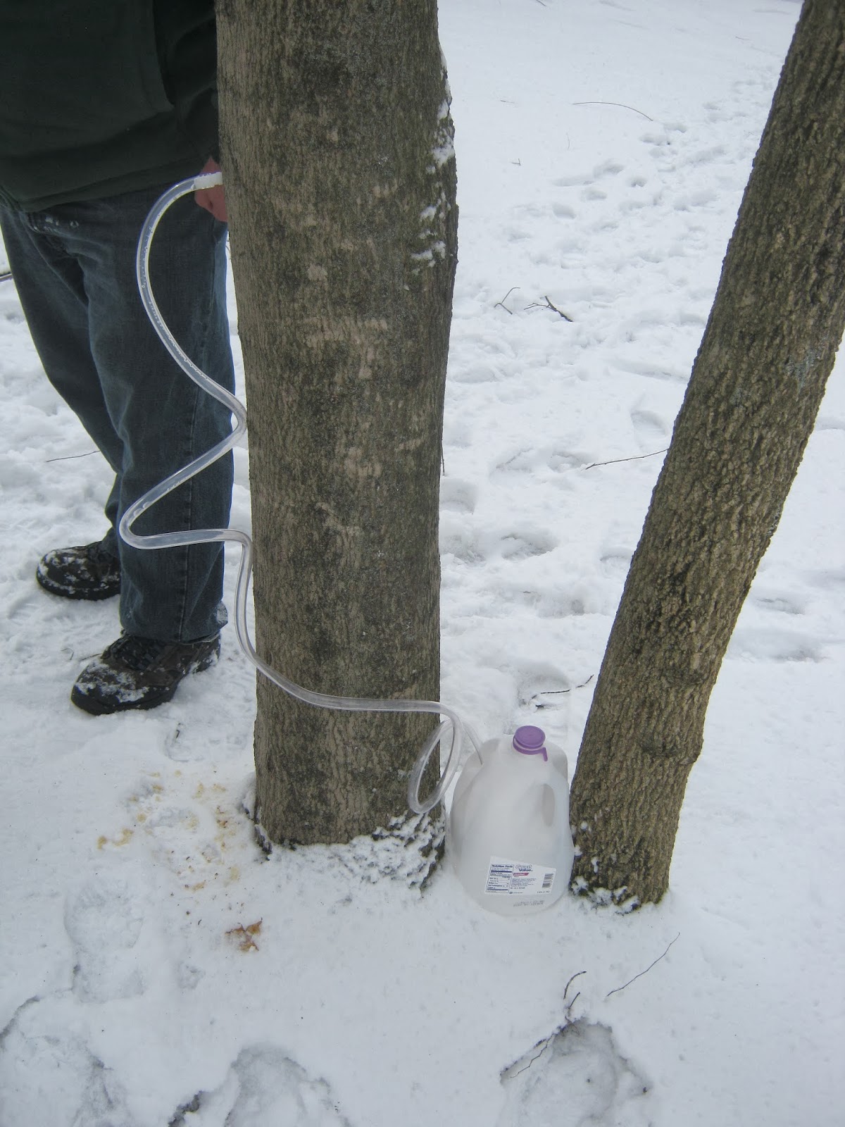 Barefoot Kentucky Mama Maple Tree Tapping