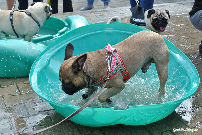 3. Süddeutschen Mops- und Bulldoggenrennen 3. Süddeutschen Mops- und Bulldoggenrennen
