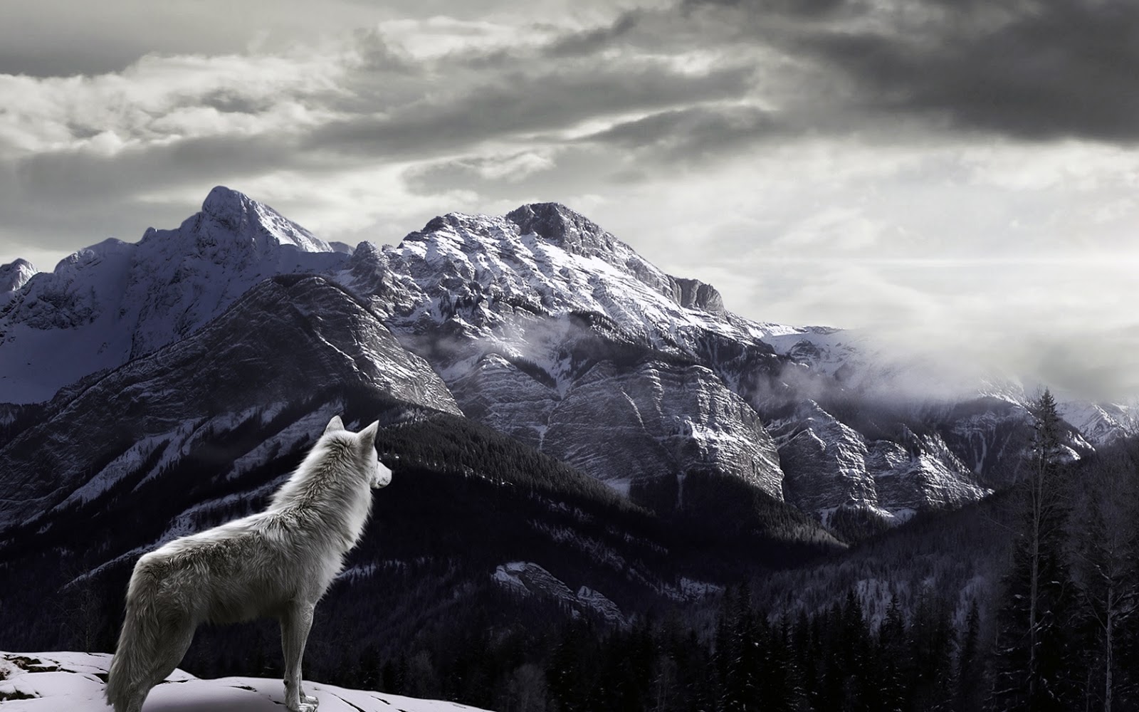 http://4.bp.blogspot.com/-33pMylOCGz4/UKd2mZyLJ5I/AAAAAAAAGKg/19k1ilmxyDA/s1600/Wolf-Watching-Snowy-Fog-Covered-Mountains-HD-Wallpaper.jpg