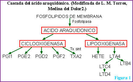 funciones-del-cido-araquid-nico-cido-araquid-nico-y-sus-funciones