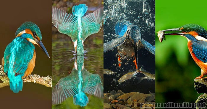 cimahi kebiasaan hidup burung raja udang dialam bebas cimahi kebiasaan hidup burung raja udang dialam bebas