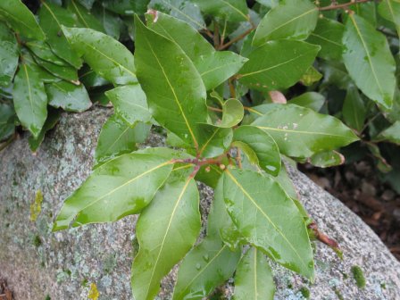 bay laurel leaves against a gray rock