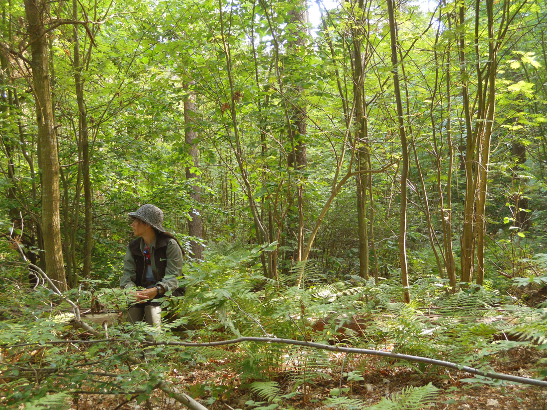 Bosco di pino silvestre, 7 agosto 2015 Bosco di pino silvestre, 7 agosto 2015