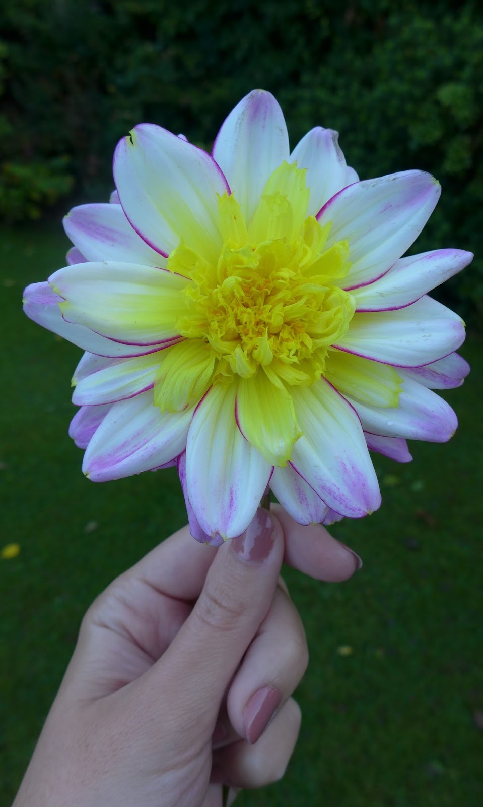 Basicallyitsgrowing Growing dahlias boogie woogie, hawaii, lambada