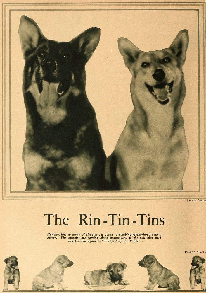 Nanette & Rin-Tin-Tin's Love Story