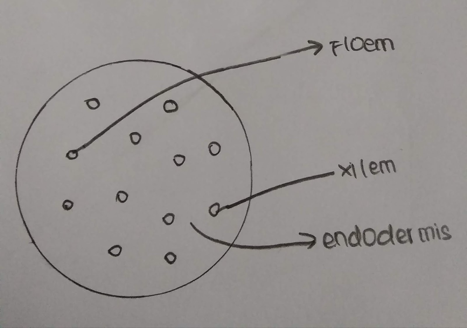 Praktikum biologi Jaringan pada tumbuhan SEMANGAT