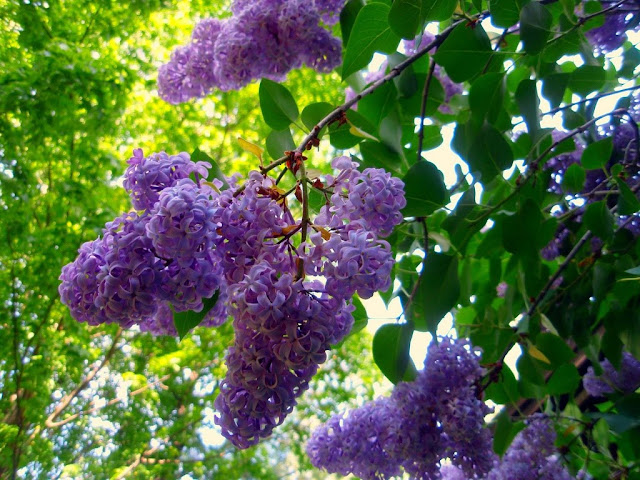 [Image: lilac-bush.jpg]