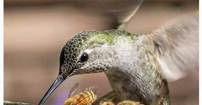 carpeta21 De cada cual según sus capacidades, a cada cual según sus