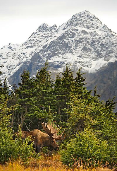 Chugach State Park, Alaska, USA