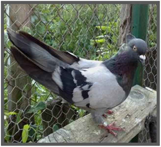 top 5 high flying pigeons breeds asian high flyer pigeons