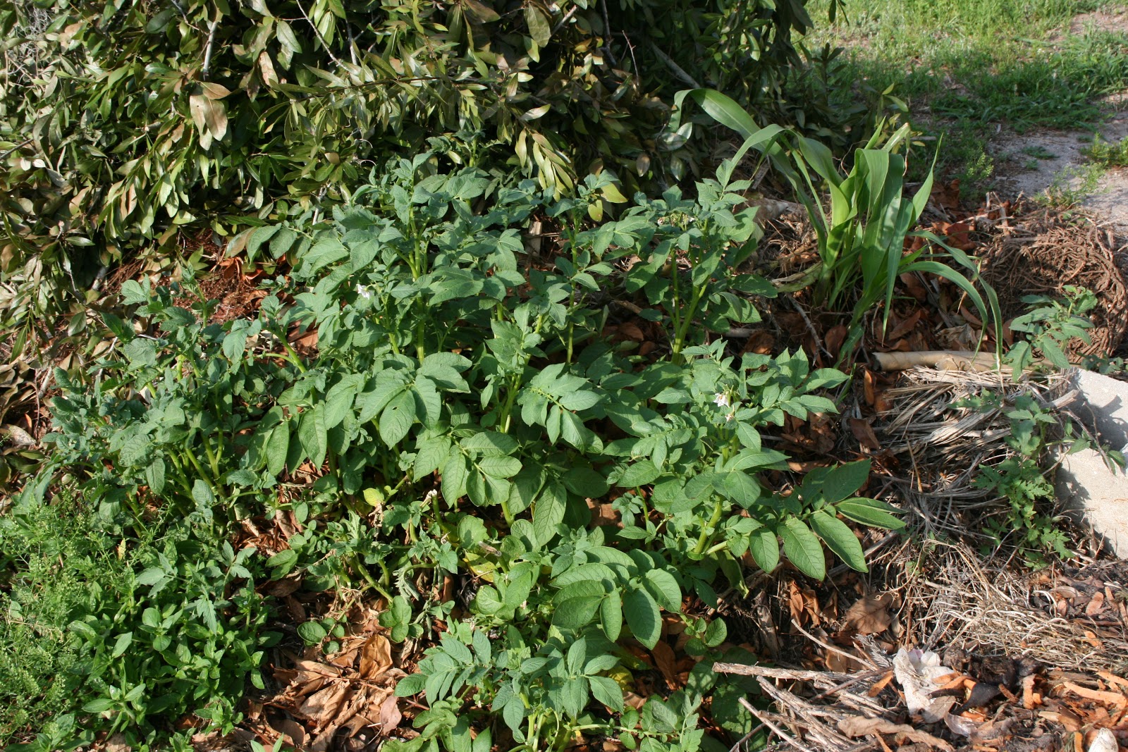The Sharing Gardens Local Wisdom Eugene's Potato Leaf Project
