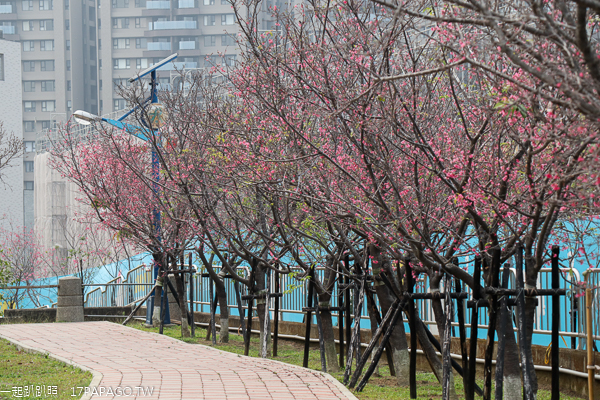 台中太平麗園公園300公尺櫻緣道賞櫻花，太平賞櫻好去處
