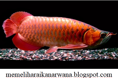 Gambar Ikan Arwana Super Red Dan Penjelasanya