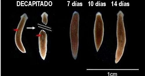 forma de platyhelminthes planaria