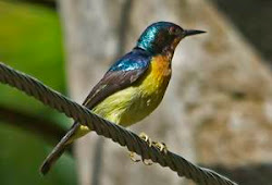Mengenal Burung Kolibri Kelapa Manggar Lebih Dekat Burung Babe
