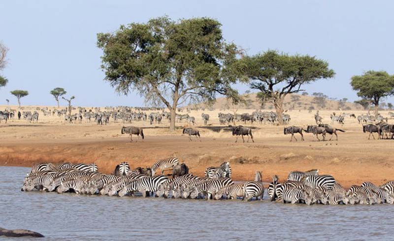 Serengeti National Park (Tanzania)