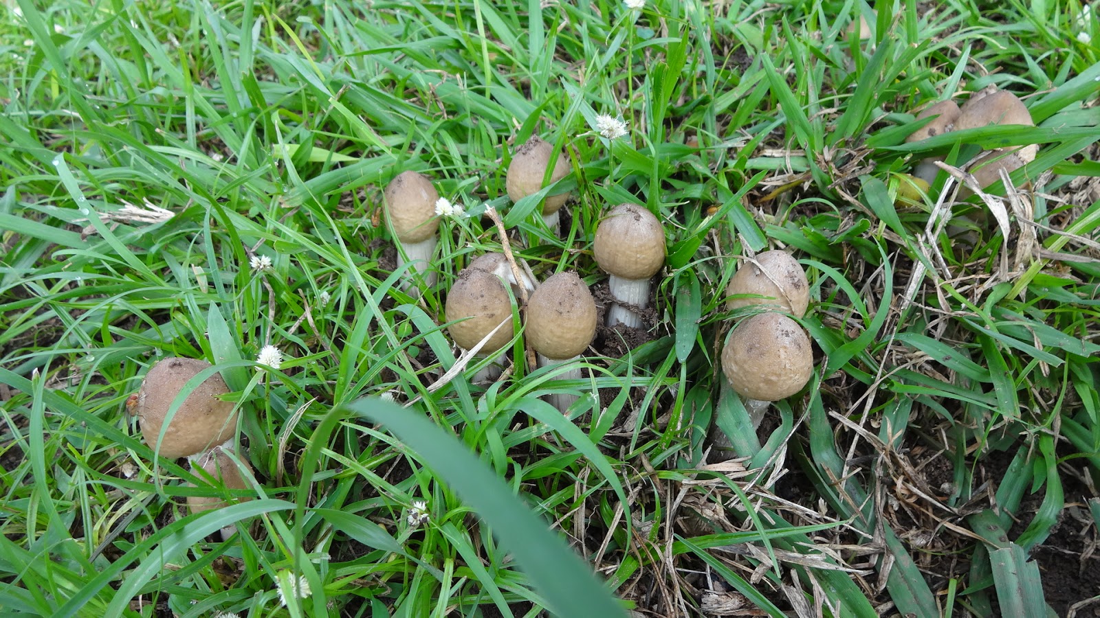 Ugandan Mushrooms