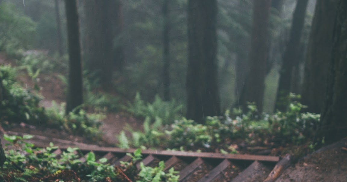 Rainy Forest Path Wallpaper Engine