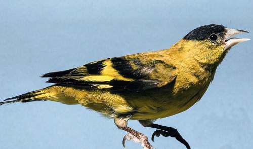 South American bird - Photo of Andean siskin - Spinus spinescens