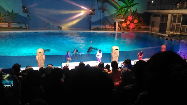 Tout d'abord les Otaries