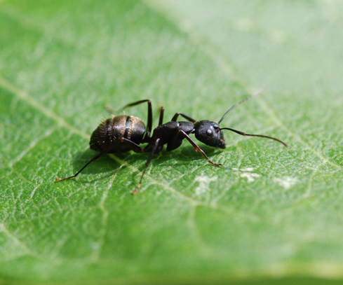 Black Ant 107
