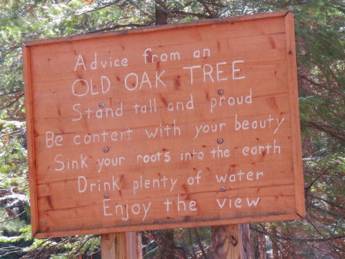 advice from an oak