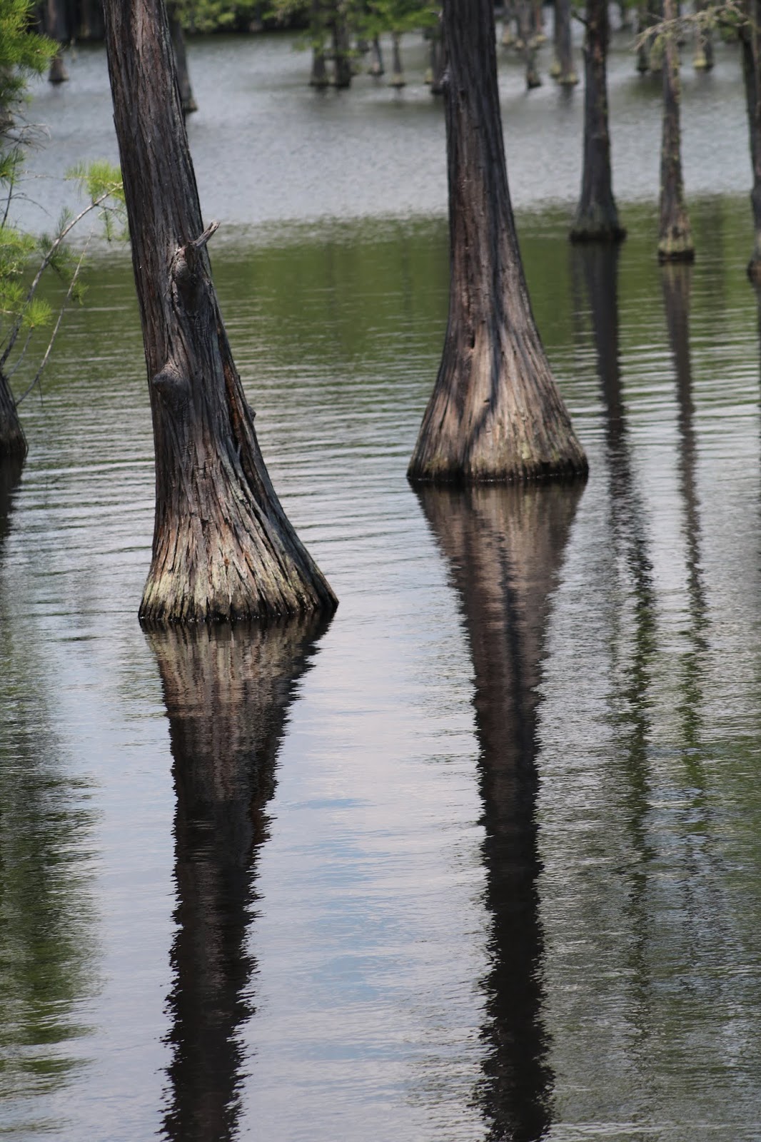 IMAGES OUR PAST L. SMITH STATE PARK, NEAR TWIN CITY,