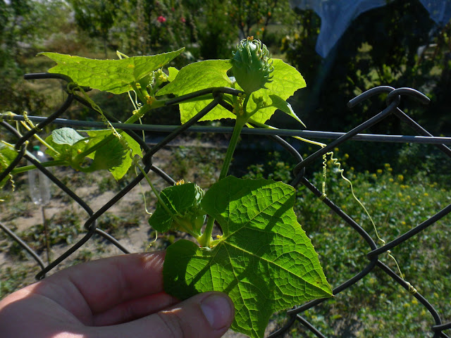 Achocchilla (Cyclanthera achocchilla)
