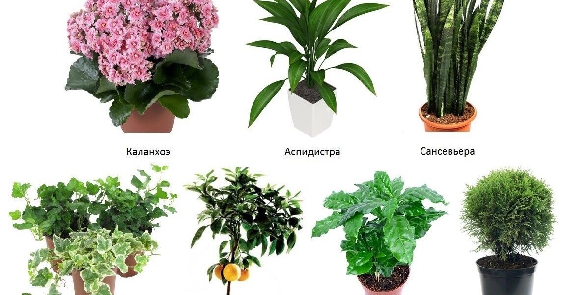 Название Цветов На Букву Г С Фото