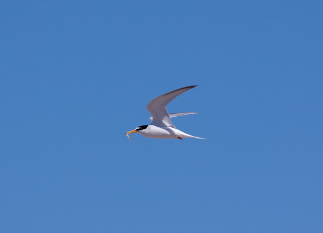 Little Tern - Gronant, North Wales