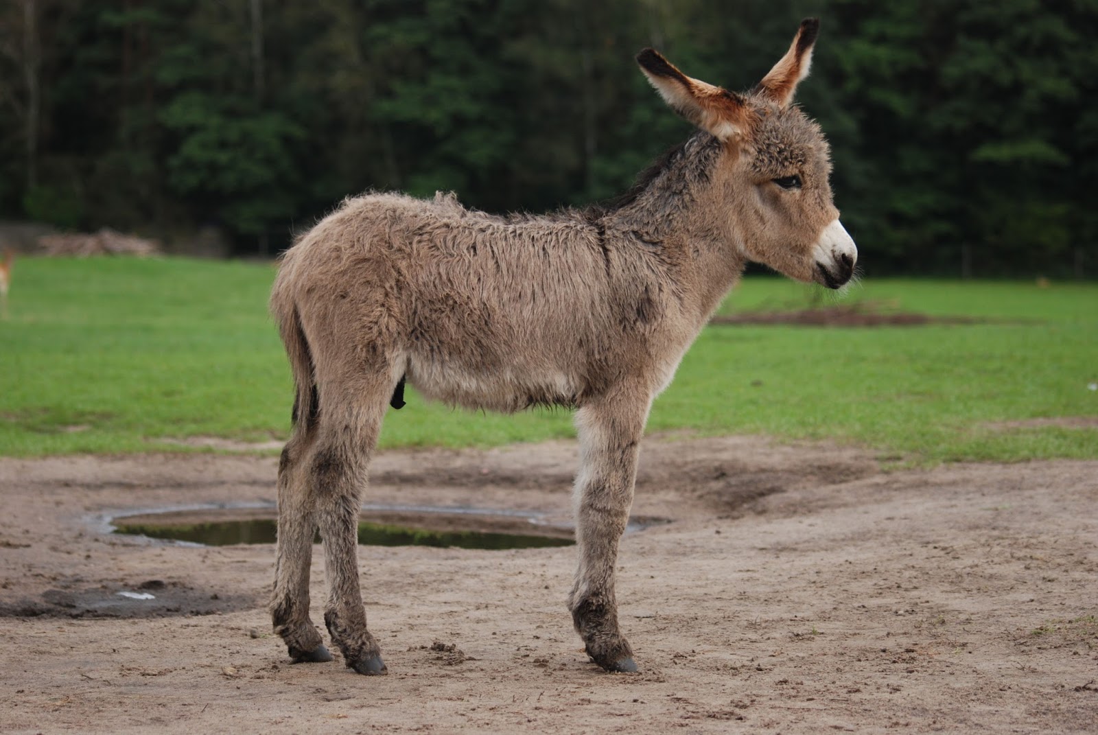 Mammals Animals: Equus asinus Kadzidlowo