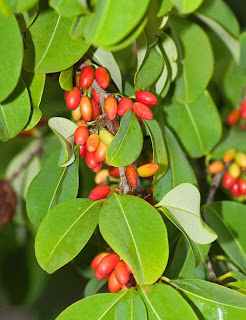 Tea plant