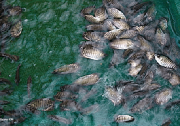 cara budidaya ikan,gurame di kolam tembok,kolam terpal,pendederan dan pembesaran ikan gurami,gurame di aquarium,makalah,gurame download,kolam tanah, cara budidaya ikan,gurame di kolam tembok,kolam terpal,pendederan dan pembesaran ikan gurami,gurame di aquarium,makalah,gurame download,kolam tanah,