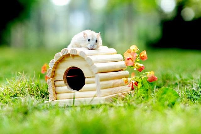 Cute and funny pictures of hamsters 2-2