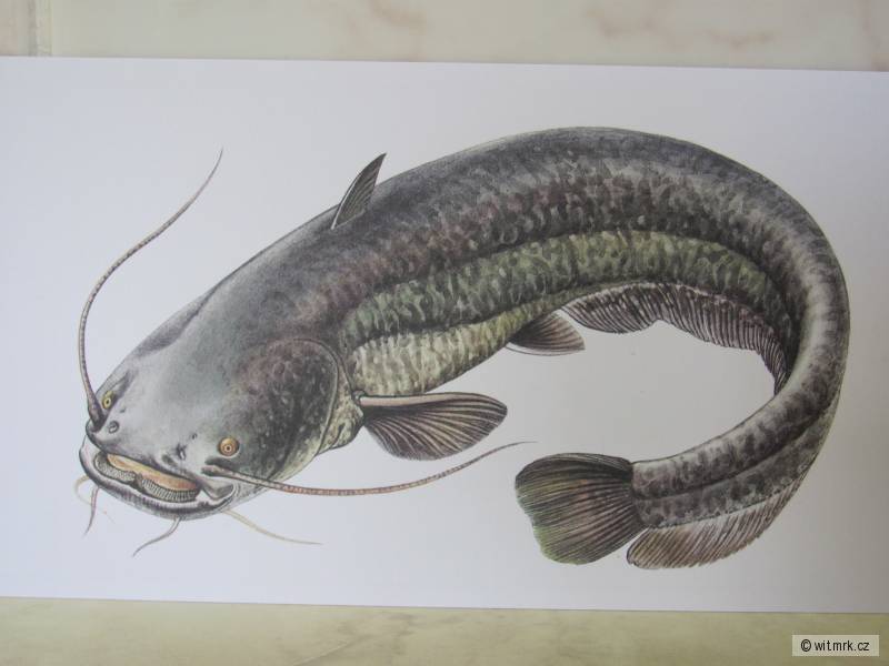 Хихх сом пороном. Канальный сомик Ictalurus punctatus. Сом рыба. Речные рыбы сом. Рыба сом для детей.