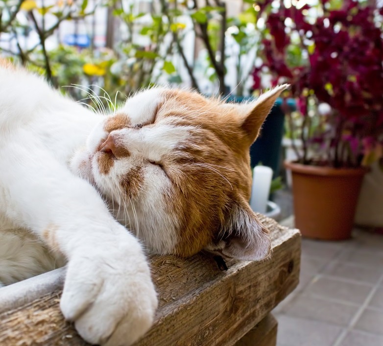 How to say "sleep" in Japanese Neru and Nemuru Lingual Ninja