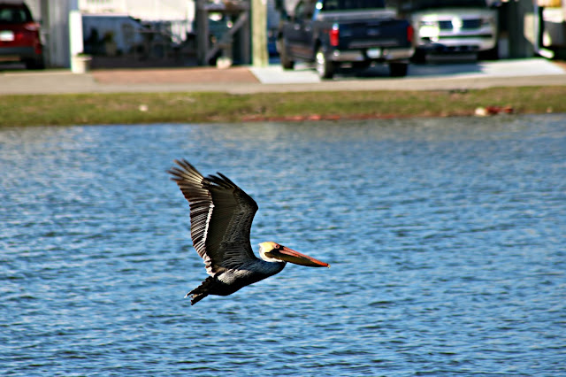 Pelican