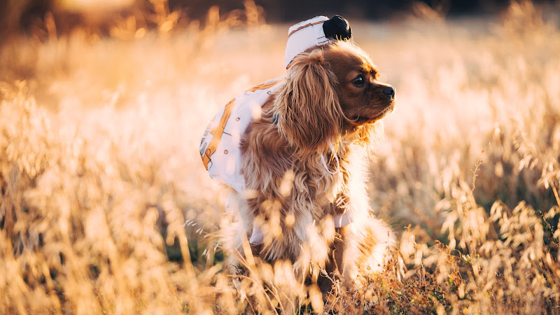 Cute Dog