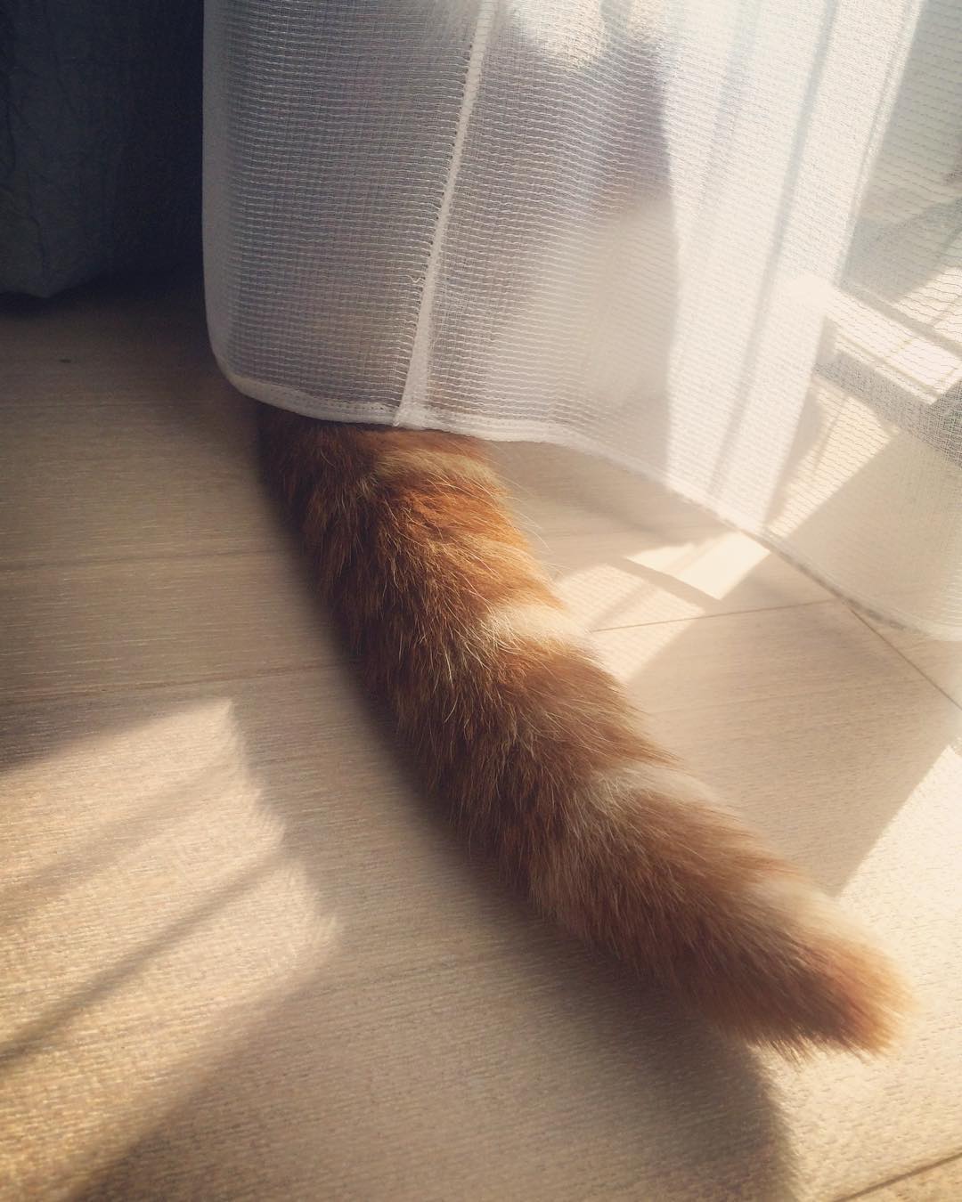 강지영네 고양이 | 인스티즈