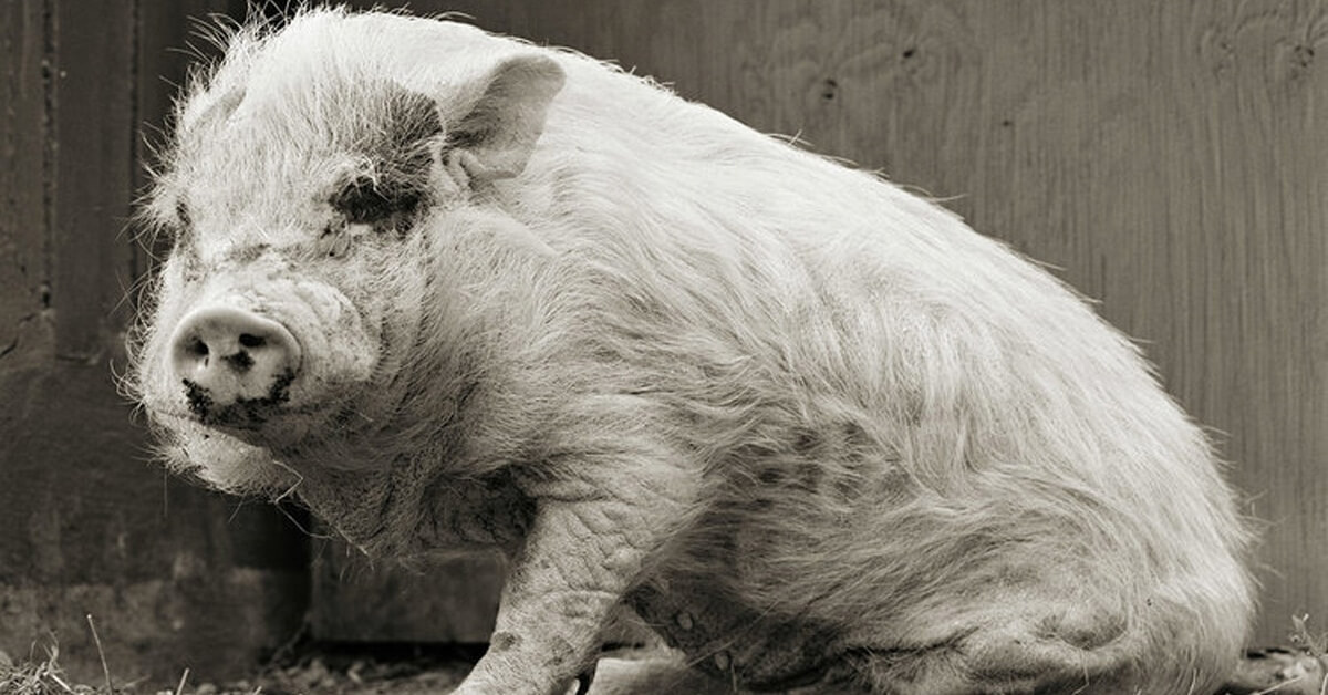 Stunning Black And White Portraits Of Rescued Farm Animals That Were ‘Allowed To Grow Old’