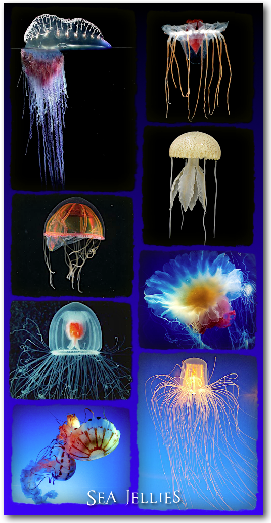 Jelly You'd Never Find in the Fridge