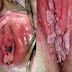 Jual Obat Kutil Kelamin Untuk Wanita thumbnail