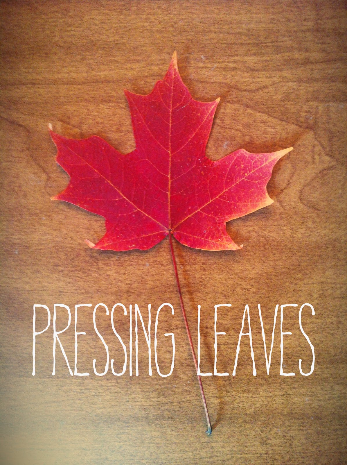 The Squirrel Next Door Pressing Leaves 101