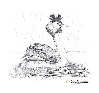 North East artist Ingrid Sylvestre Wildlife illustration in fine line for interpretive panel Joe's Pond Durham Wildlife Trust North East artist Ingrid Sylvestre Wildlife illustration in fine line for interpretive panel Joe's Pond Durham Wildlife Trust
